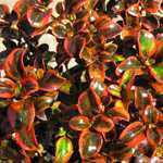 Coprosma Tequila Sunrise