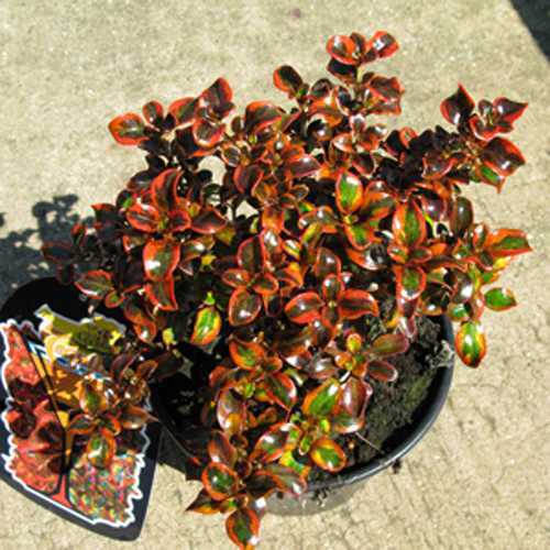 Coprosma Tequila Sunrise