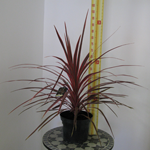 Cordyline Australis Pink Stripe (Cabbage Palm) 7.5Ltr