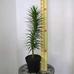 Cordyline Australis Karo Kiri 7Ltr