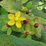 Hypericum 