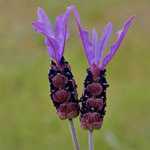 Lavender Lavandula Stoechas 