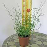 Juncus Effusus Spiralis (Corkscrew Rush) 12cm