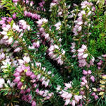 Erica Darleyensis (Heather) Tray of 6 Plants