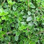 Thymus Serpyllum Minimus (Thyme) Alpine Plant