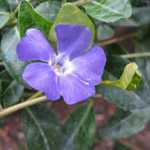 Vinca Minor La Grave (syn. Bowles Variety)  Lesser Periwinkle