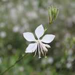 Gaura Lindheimeri 