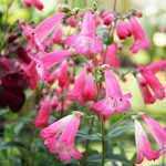 Penstemon Flamingo