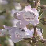 Penstemon Mother of Pearl