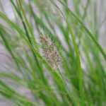 Pennisetum Alopecuroides Little Bunny (Dwarf Fountain Grass)
