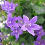 Campanula Blue Planet 14cm Pot