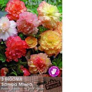 Begonia Samba Mixed Bulbs 3 Per Pack