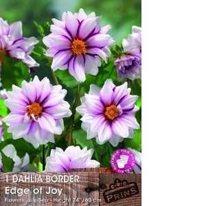 Dahlia Border Edge of Joy Bulb 1 Per Pack