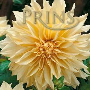 Dahlia Decorative Cafe Au Lait Bulbs 1 Per Pack