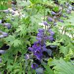 Delphinium Magic Fountain 'Dark Blue'