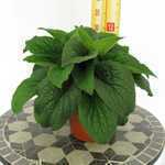 Digitalis x mertonensis (Foxglove) 3Ltr Pot