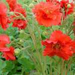 Geum 