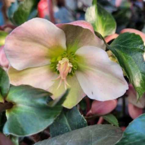 Helleborus Angel Glow