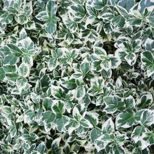 Euonymus Fortunei Emerald Gaiety