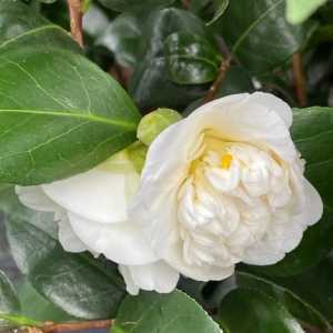 Camellia Japonica Brushfield's Yellow