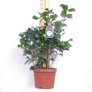 Camellia Japonica 'Bonomiana'