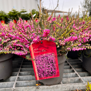 Erica (Heather) Darleyensis Kramer's Red (Kramer's Rote)