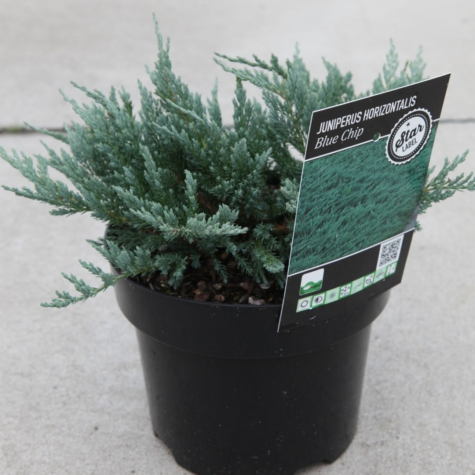 Juniperus Horizontalis Blue Chip (Creeping Blue Juniper)