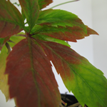 Parthenocissus Quinquefolia Virginia Creeper