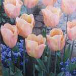 Tulip Bulbs Single Early Apricot Fox 10 Per Pack