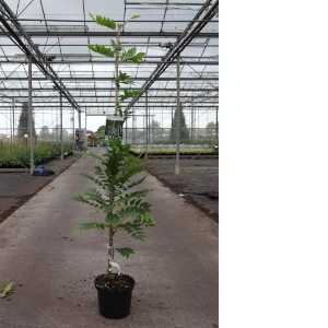 Wisteria Floribunda Longissimia Alba