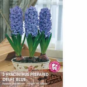 Prepared Hyacinth Delft Blue Bulbs 3 Per Pack