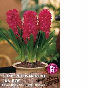 Prepared Hyacinth Jan Bos Bulbs 3 Per Pack