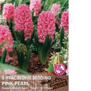 Prepared Hyacinth Pink Pearl Bulbs 3 Per Pack