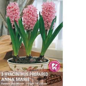 Prepared Hyacinth Anna Marie Bulbs 3 Per Pack