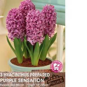 Prepared Hyacinth Purple Sensation Bulbs 3 Per Pack