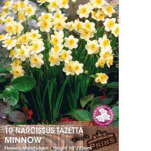 Narcissus Tazetta Minnow Bulbs (Daffodil) 10 Per Pack
