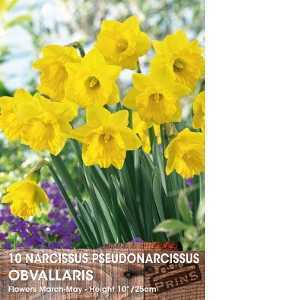 Narcissus Pseudonarcissus Obvallaris Bulbs (Daffodil) 10 Per Pack