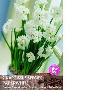 Narcissus Species Paperwhite Bulbs 5 Per Pack