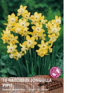 Narcissus Jonquilla Pipit Bulbs  (Daffodil) 10 Per Pack