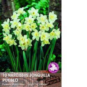 Narcissus Jonquilla Bulbs Pueblo 10 Per Pack
