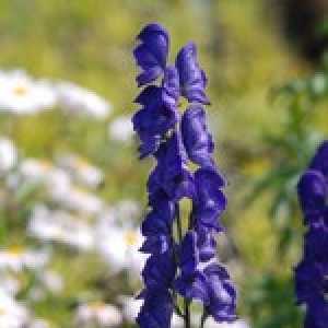 Aconitum Napelles Monkshood