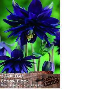 Aquilegia Barlow Black Pre-Packed Perennials 1 Per Pack