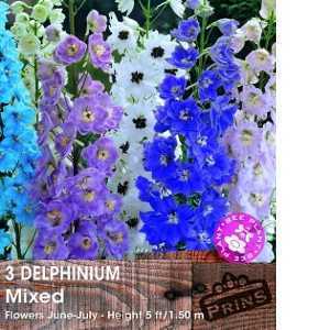 Delphinium Mixed Pre-Packed Perennials 3 Per Pack