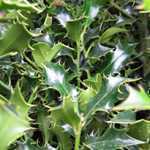 Ilex Aquifolium Alaska (English Holly)