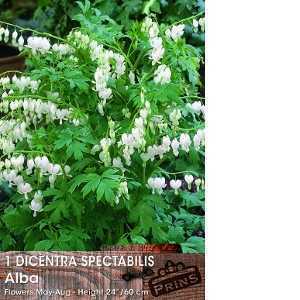 Dicentra Spectabilis Alba (Bleeding Heart) Pre-Packed Perennial 1 Per Pack