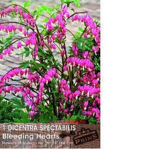 Dicentra Spectabilis (Bleeding Heart) Pre-Packed Perennial 1 Per Pack