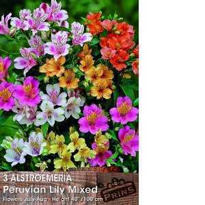 Alstroemeria Peruvian Lily Mixed Pre-Packed Perennials 3 Per Pack