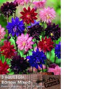 Aquilegia Barlow Mixed Pre-Packed Perennials 3 Per Pack