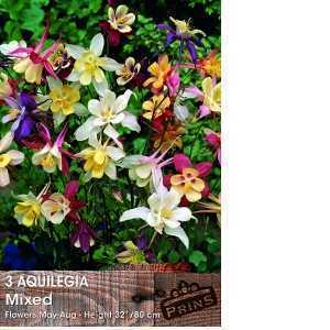 Aquilegia Mixed Pre-Packed Perennials 3 Per Pack