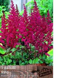 Astilbe Red Pre-Packed Perennial 1 Per Pack